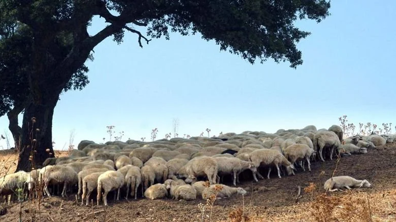 Vertice Movimento pastori-Regione: continuità territoriale anche per gli animali vivi