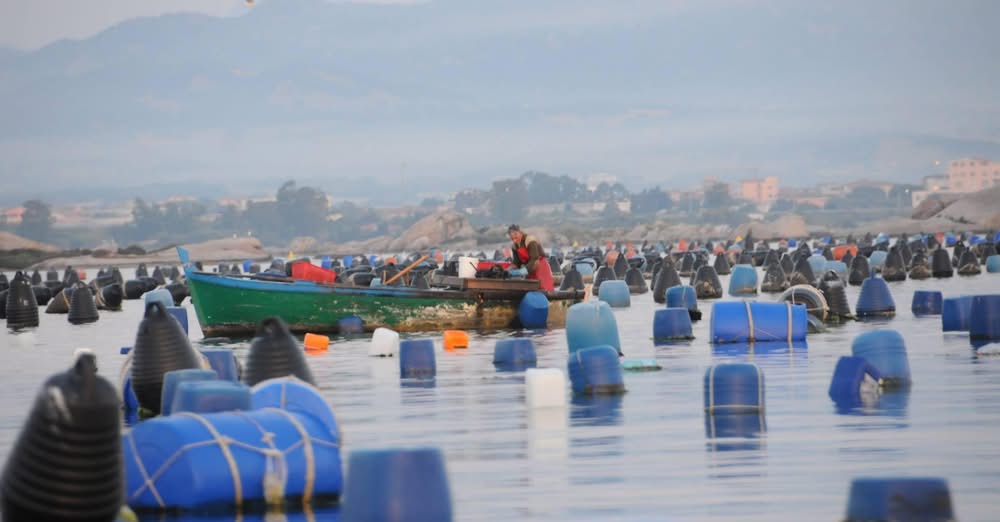 Gli allevatori di cozze tirano le orecchie a Deiana e Nizzi: “Sul ritardo dei lavori della canaletta non abbiamo nessuna colpa”